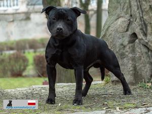 Ch.PL,JCh.LTStylestaff HAMER AT SAMA SOLDYCZ