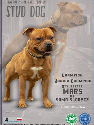 JCh.Stylestaff Mars At Sama Slodycz
