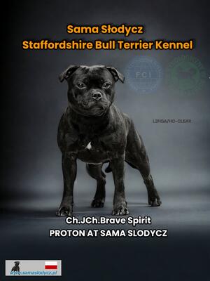 Ch.PL-LTJCh.LT Brave Spirit Proton At Sama Slodycz