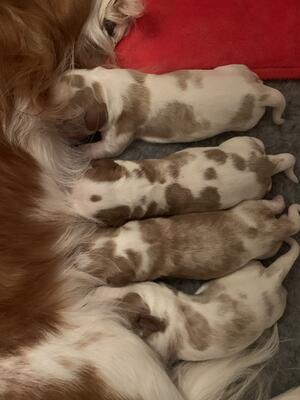 Luna’s babies at 1 day old