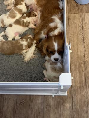 Mum with the puppies