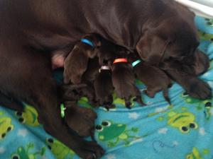 Mum Lulu and puppies day 1