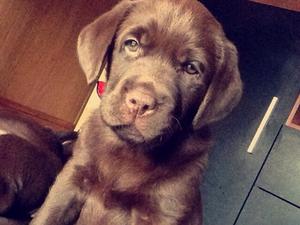 Lola Age 8 weeks