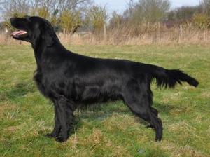Sire Steelriver Blazin Hot at Blacktoft JW
