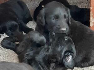 Puppies playing outside, 5 weeks old