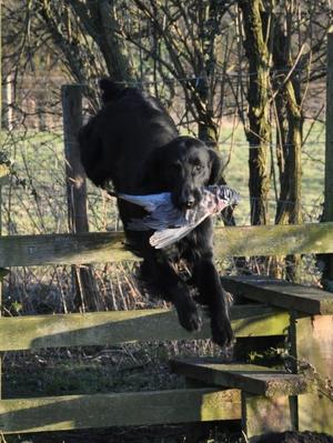 Sire Steelriver Blazin Hot at Blackoft JWt