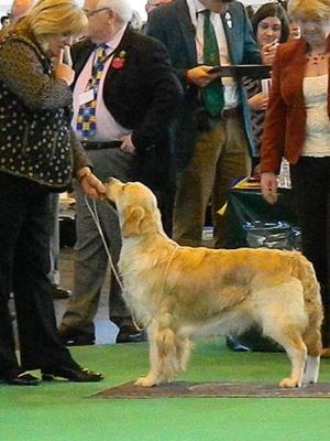 Gwyngala Going for Gold at Crufts 2014