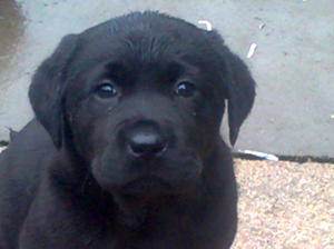 Molls little man age 8 weeks
