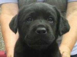 6 weeks old