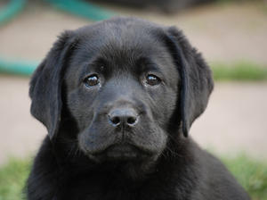 maverick