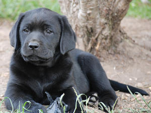 Mandi from Marys last litter