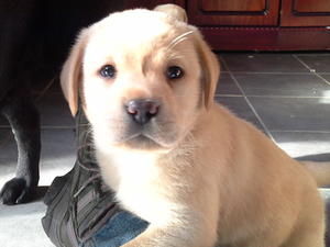 yellow girl