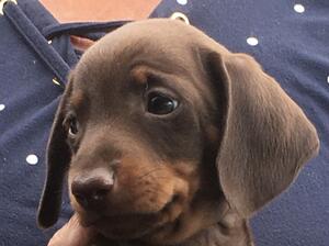 Peanut