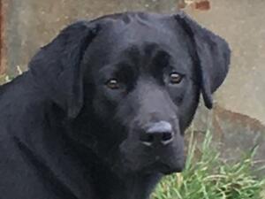 Elsie
