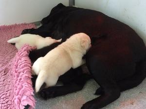 Willow and her babies