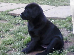 10 weeks