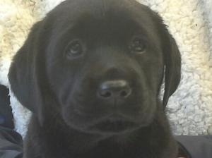 Maverick and Mandis puppy age 7 weeks