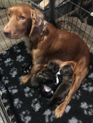 mum and puppies