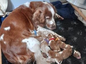 Poppy with her first litter