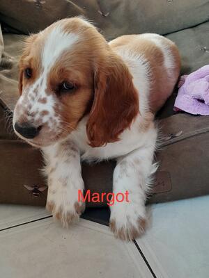 Margot