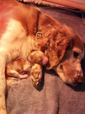 mother and pup