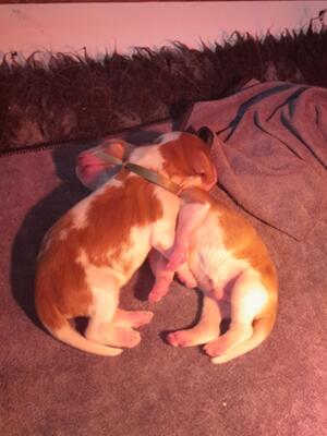 siblings