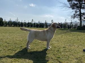 Sudeo Roxy 7 Months Old