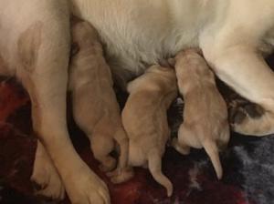 1 Week old