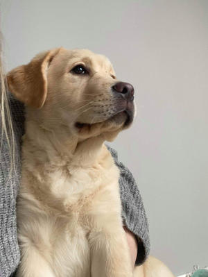 Dog @ 18 weeks