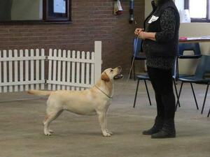 Fleur winning large puppy class