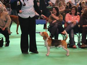 Samson at Crufts 2012
