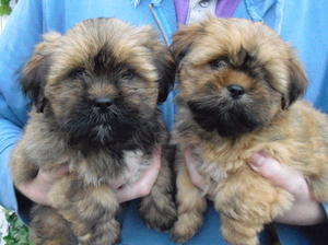 female pups