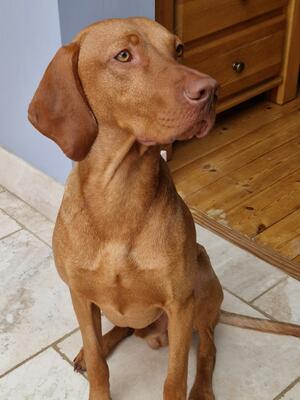 Woody Ironwood