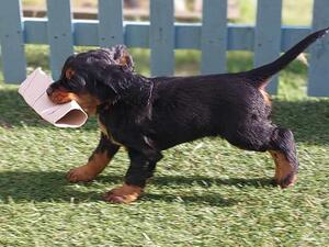 Pups