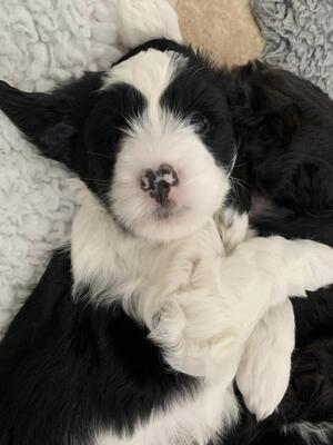black,white and tan girl