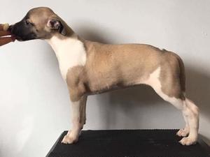 Bitch puppy available