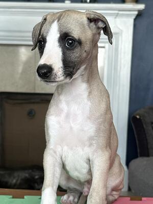 Dog puppy available