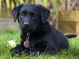 Northvale Puppies