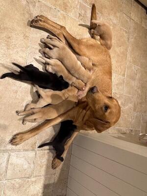 Nala with the pups