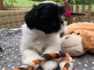 Dog Vilgefortz