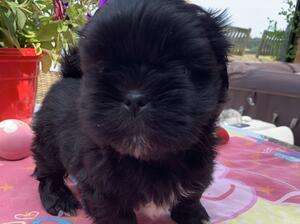Male puppy