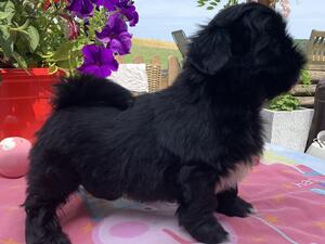 Male puppy