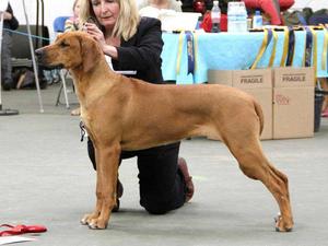 Zara winning BPIS at SRRA Show