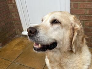 Saffie