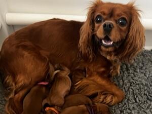 ALL PUPPIES RESERVED