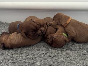 Puppies 1 week old