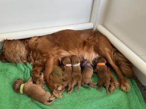 Solid rubies 2 days old