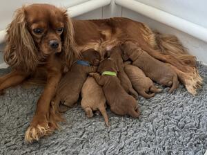 Mum & puppies