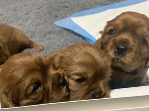 Beautiful KC Ruby pups