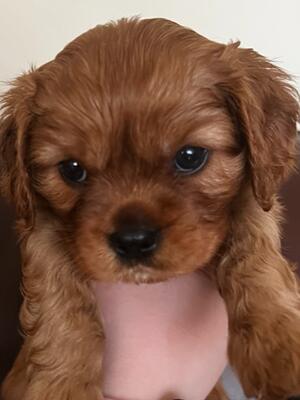 Last gorgeous ruby boy 5 weeks